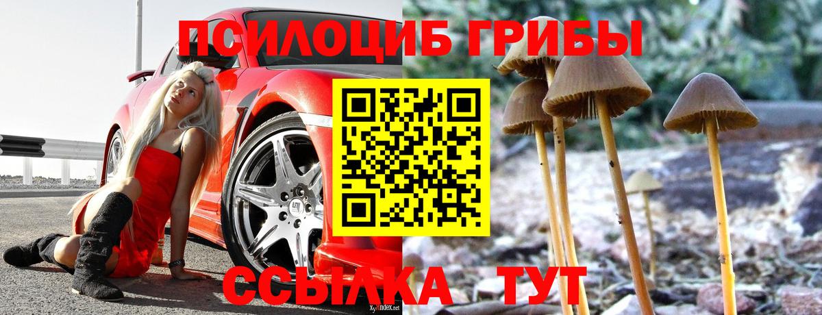 Псилоцибиновые грибы прущие грибы  купить наркотик  Тулун  Вход с VPN 